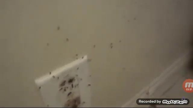 10 видов тараканов смотреть онлайн