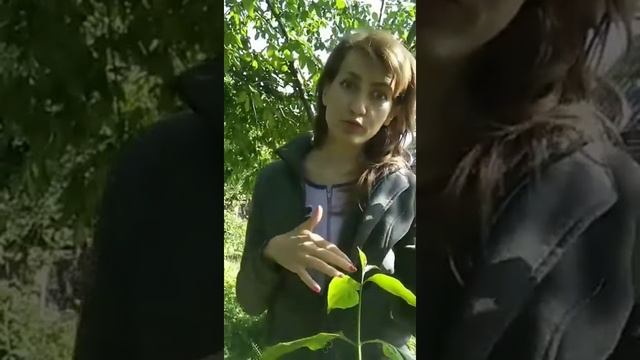 Суббота - день Сатурна. смотреть онлайн