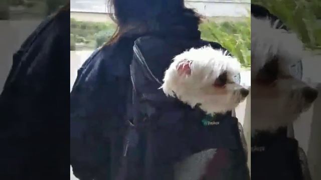 Смешные болонки | Видео приколы про забавных бонолок смотреть онлайн