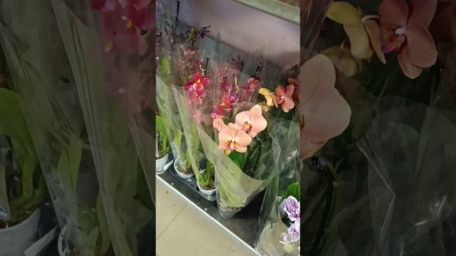 Видео обзор эксклюзивных комнатных растений. Орхидеи смотреть онлайн