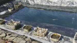 Карпы кои в Сибири, как зимуют?!