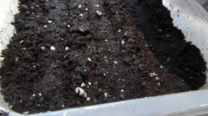 ФЛОКС ДРУММОНДА ОДНОЛЕТНИЙ ПОСЕВ НА РАССАДУ.