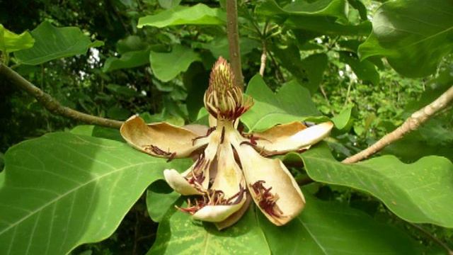 Magnolia 2 смотреть онлайн