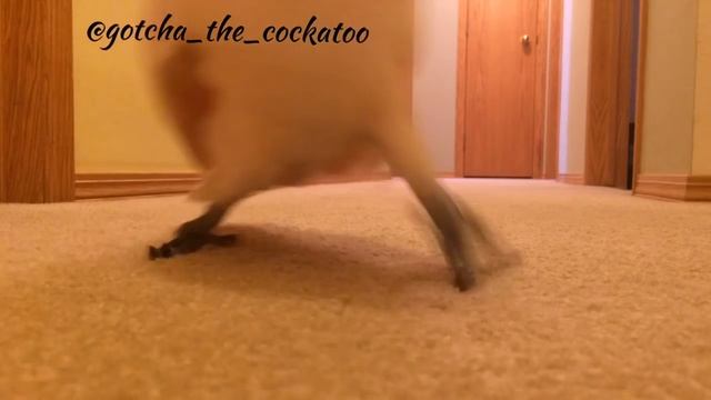 Crazy Cockatoo is running and yelling in the hallway again! ? смотреть онлайн
