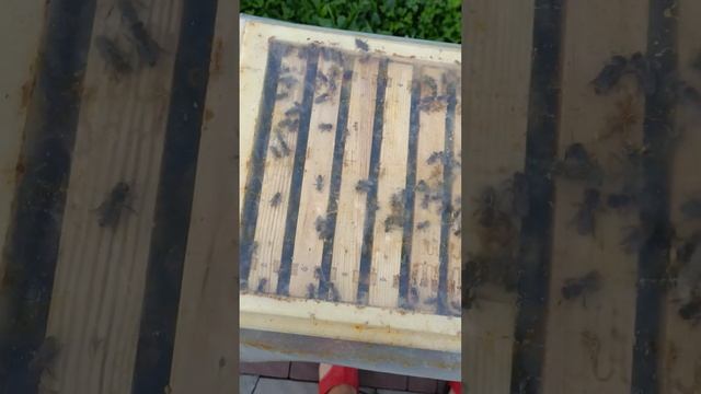 Сформований нуклеус в зиму смотреть онлайн