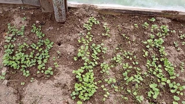 ДЕТИ / ОГОРОД 2021 / ПРОГУЛКА с ДЕТЬМИ / НЕ ХОЧЕТ СИДЕТЬ В КОЛЯСКЕ @mamalife8317 смотреть онлайн