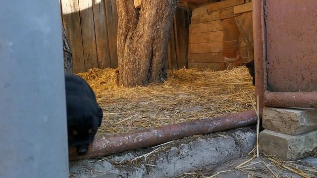 Последыш - Зурна. смотреть онлайн