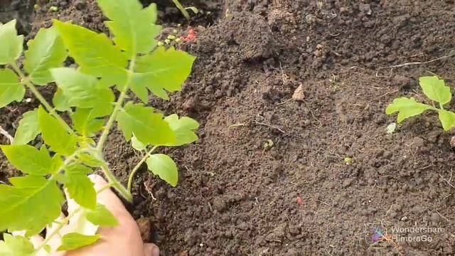 88. Томаты в теплице. Флаг ВМФ . Морковь посеял..mp4 смотреть онлайн