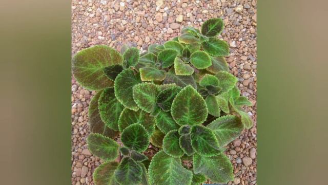 My episcia collection at home смотреть онлайн