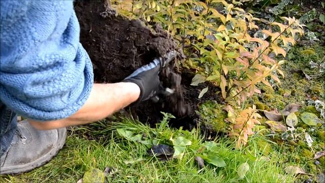 Paprastųjų ligustrų (Ligustrum vulgare) dauginimas смотреть онлайн