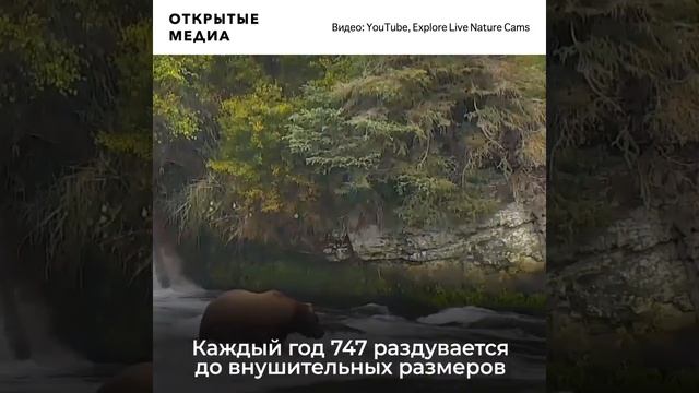 На Аляске выбрали самого толстого медведя смотреть онлайн