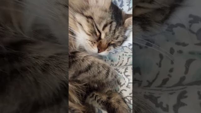 самая ласковая кошка в мире смотреть онлайн