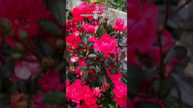 Роза Лавли Фейри в моем саду 26.10.21. Lovely Fairy in my garden Spek, Нидерланды, 1990. #shorts, смотреть онлайн