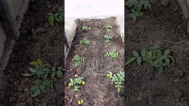 ? Де Барао розовый, первая высадка в парник. 4 мая 2023 смотреть онлайн