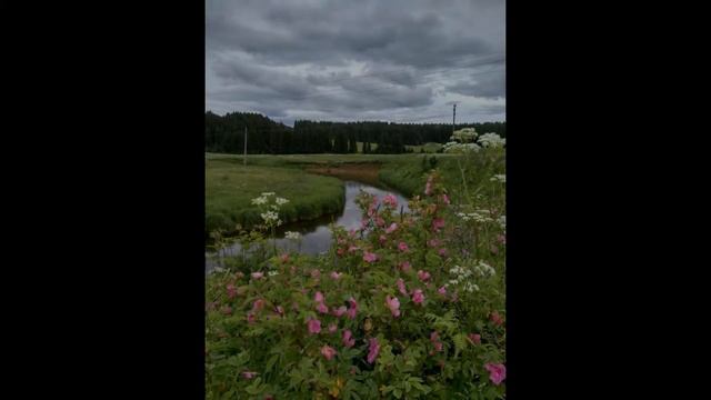 Лето - фото поэтическая композиция смотреть онлайн