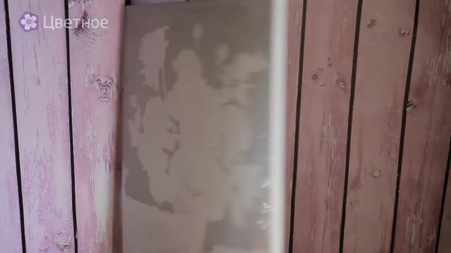 Картина по номерам Белоснежка