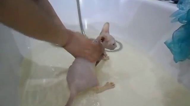 Купание кота сфинкс Bathing a Sphynx cat смотреть онлайн