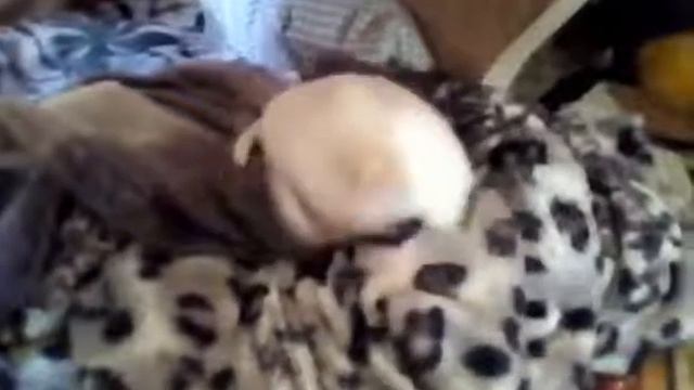 чихуахуа Умка,Филипп+Муха смотреть онлайн