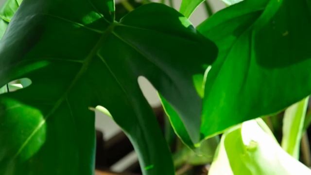 Auction at Harbor Arch, Foreshore смотреть онлайн