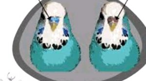 Как определить пол волнистого попугая//самец или самка