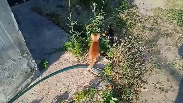 Котёнок без мамы. Видеоотчёт #4 | Актуально смотреть онлайн