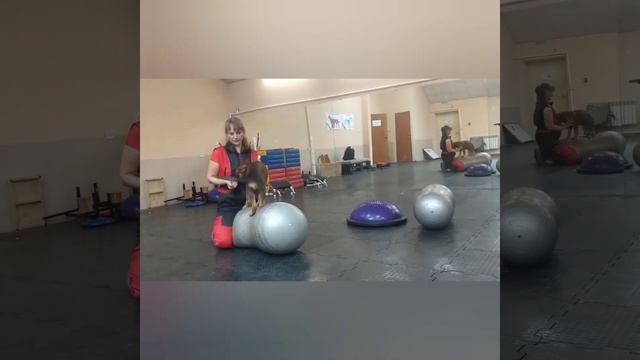 Эльдарион Лидер ин Спортс, 2,5 мес. (Фаст Флок Айташ Адар х Люксоль ф. Грюнен Штадт)