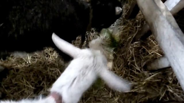 Корм для коз, содержание и разведение коз смотреть онлайн