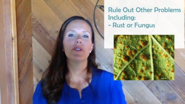 Red Spots Edema in Fiddle Leaf Fig Plants | Fiddle Leaf Fig Plant Resource Center
