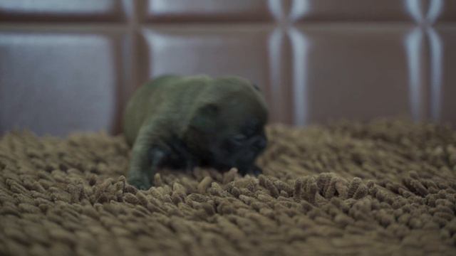 フレンチブルドッグの子犬販売No.202011024 静岡県浜松市のブリーダー 2020年11月2日生 11月18日現在 смотреть онлайн