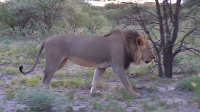 Animals Of The World 4K - Scenic Wildlife Film With Calming Music - 4K Video ULTRA HD