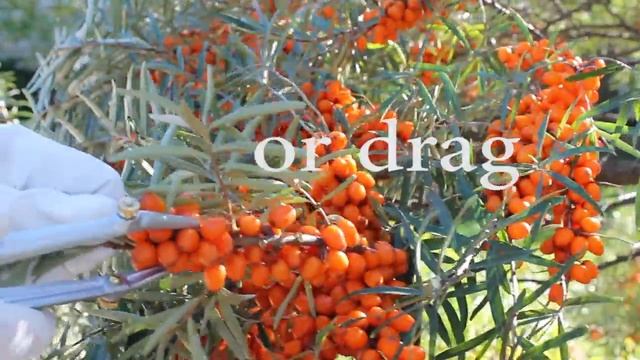 Sea Buckthorn Picker-plier. Съемник облепихи