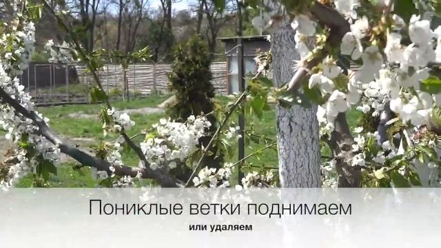 ОБРЕЗКА ЧЕРЕШНИ. 4 ШАГА СПУСТЯ ГОД. ИСПРАВЛЯЕМ ОШИБКИ В ФОРМИРОВКЕ. смотреть онлайн