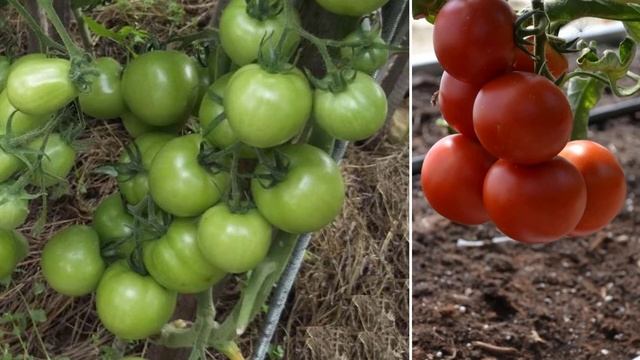 Гибрид томатов Санрайз смотреть онлайн