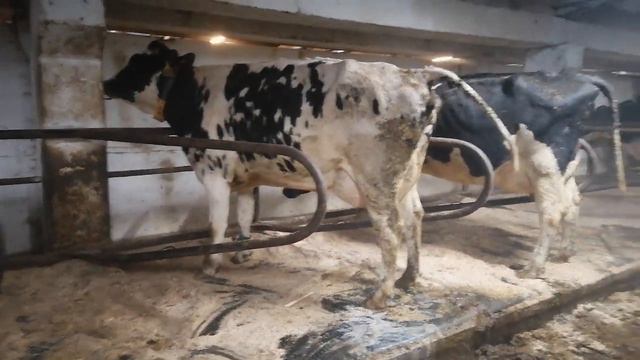 сут йуналиши учун сигир танлашда нималарга этибор бериш керак?кандай сигир танлашни биласизми? смотреть онлайн