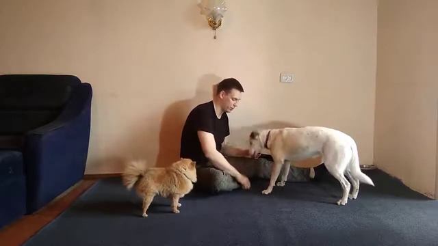 КАК НАУЧИТЬ СОБАКУ ДАВАТЬ ЗАДНЮЮ ЛАПУ | ДРЕССИРОВКА СОБАК| КАК ДРЕССИРОВАТЬ СОБАКУ смотреть онлайн