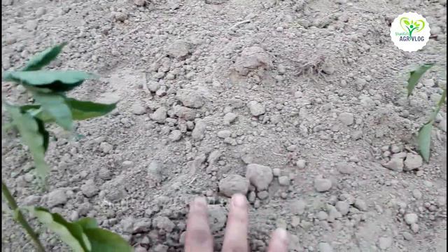 মরিচ চাষের সঠিক উপায় 2021 ll মরিচ চাষ পদ্ধতি ll morich chas poddhoti ll morich chas смотреть онлайн