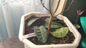 #Мандаринвыращивание# ОШИБКИ при выращивании  мандарин в комнатных условиях.