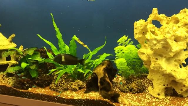Acuario plantado agua dulce tropical смотреть онлайн