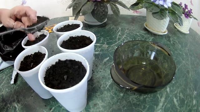 Посадка из семян подсолнечника декоративного Меджик F1 смотреть онлайн