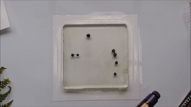 Botanical Gel Prints