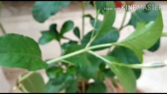 Chap-84 MEXICAN PETUNIA hardy plant for summer/heat tolerant plant 🌸🌸 смотреть онлайн
