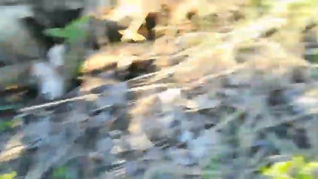 Эксперимент с павловнией удался!!! смотреть онлайн