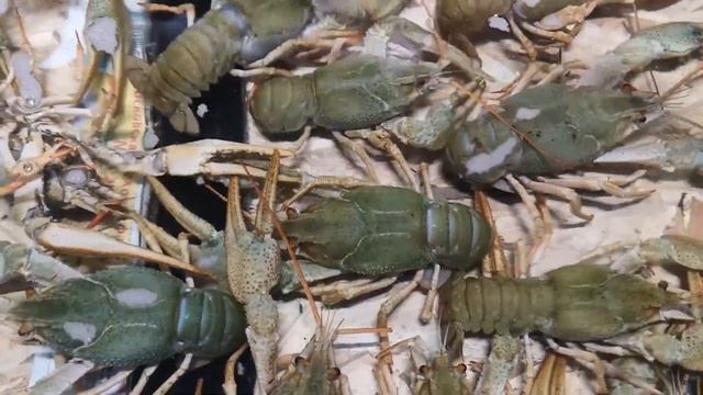 Праздничный стол к 23 Февраля смотреть онлайн