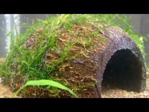 Как подготовить кокос в аквариум