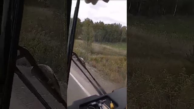 Мишка разгуливает в окрестностях Тайшета смотреть онлайн