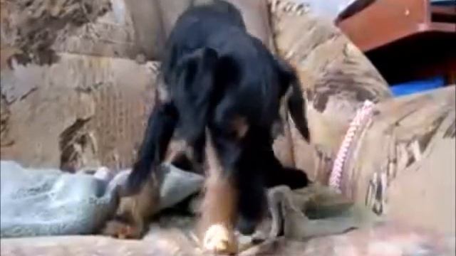 Росомаха и пряник смотреть онлайн