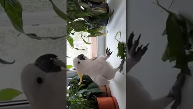 Оплод яиц у ручной пары корелл плюс гость канала (сюрприз)