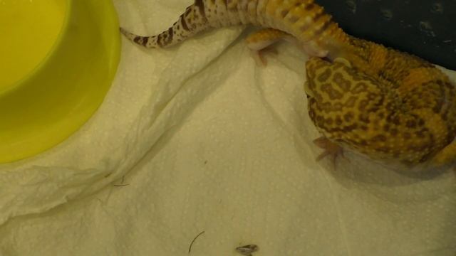 Как спариваются ящерицы. Спаривание эублефаров. смотреть онлайн