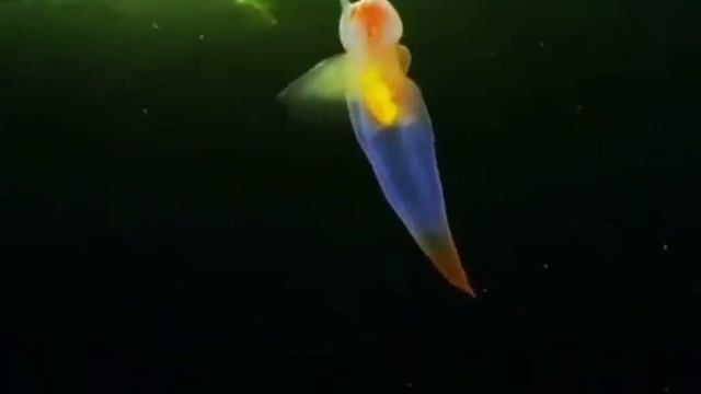 Морской ангел смотреть онлайн