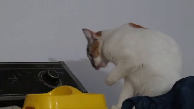 gata que come con la mano ( MARTINA HINGIS) смотреть онлайн